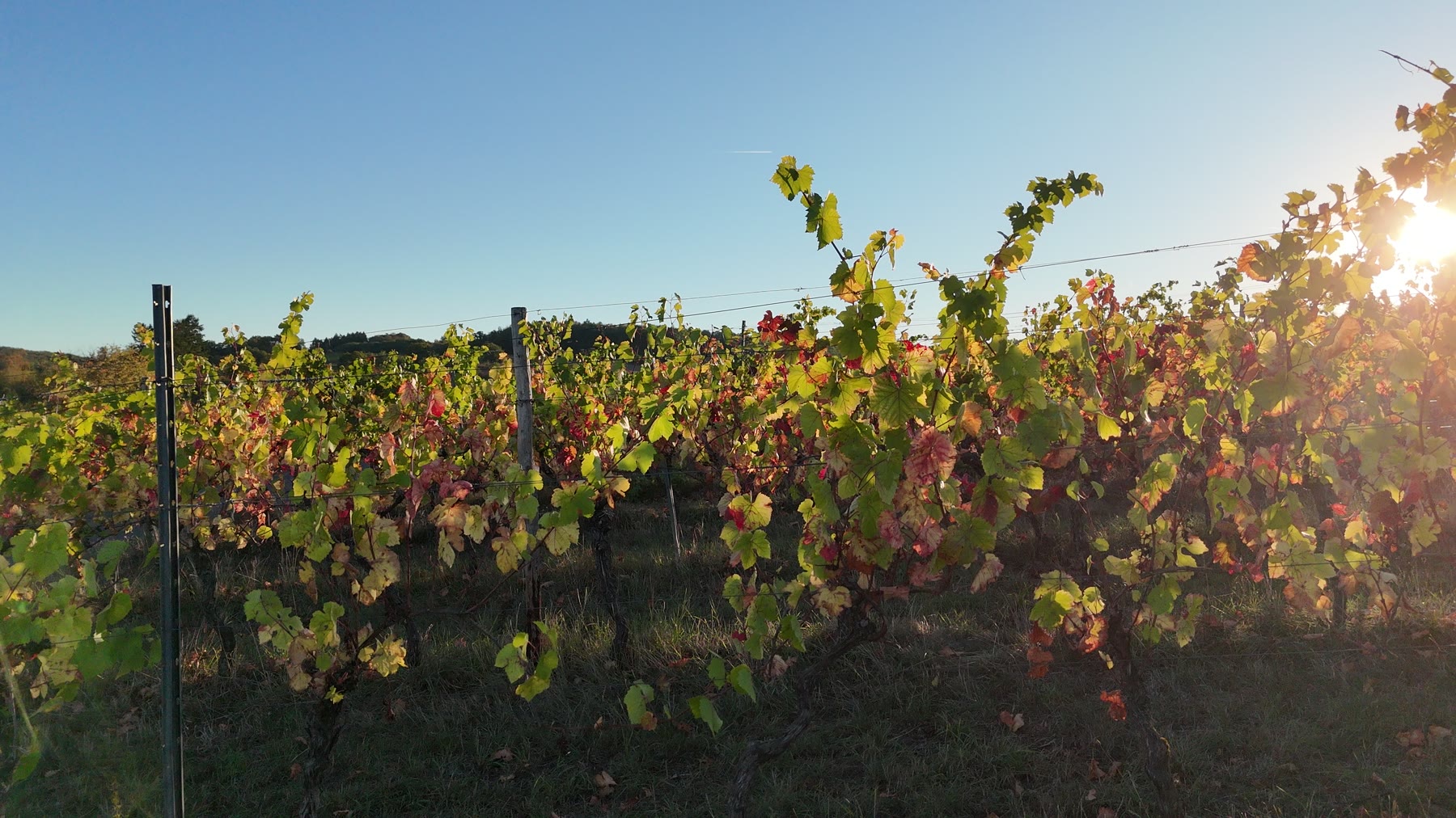 Rebzeile in der Abendsonne