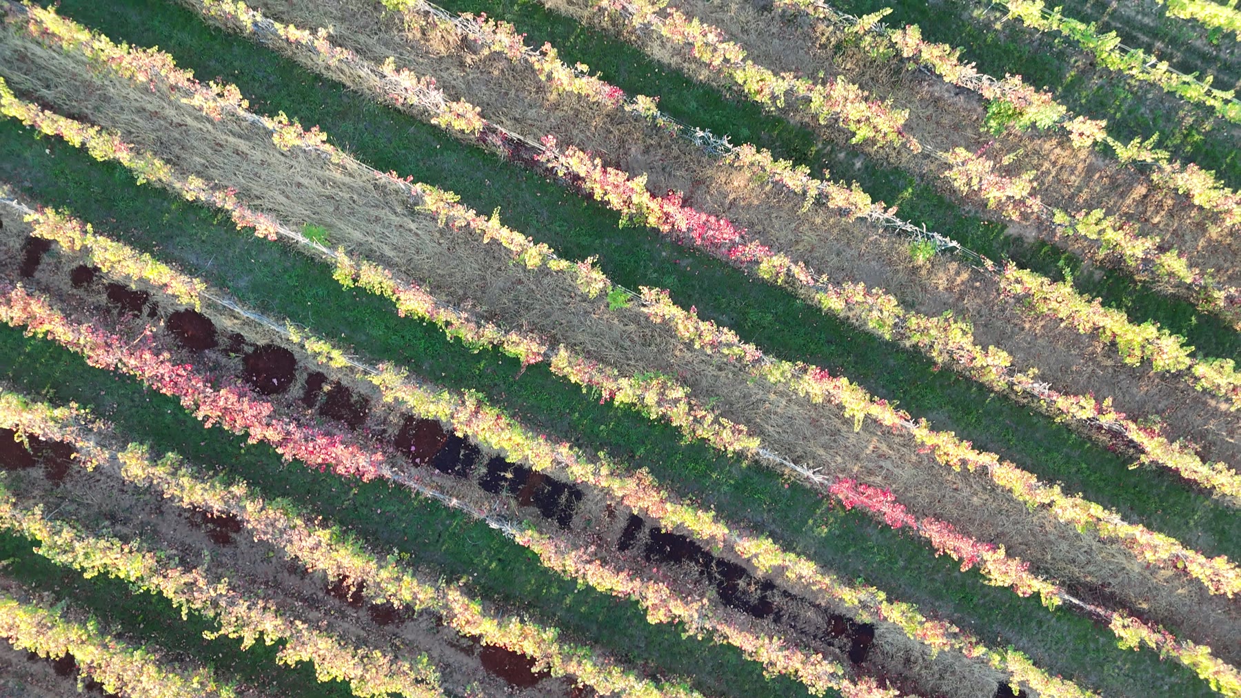 Herbstlich gefärbte Rebzeilen von oben