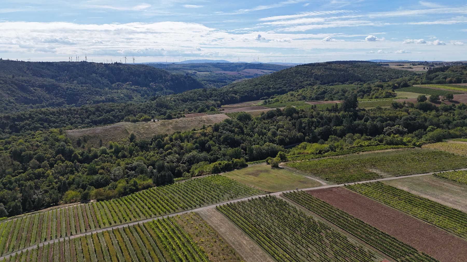 Sanfte Weinberghügel bei Ebernburg